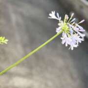 ヒメ日記 2025/07/04 10:19 投稿 春 人妻風俗チャンネル