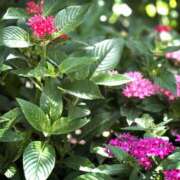 ヒメ日記 2025/07/19 10:02 投稿 春 人妻風俗チャンネル