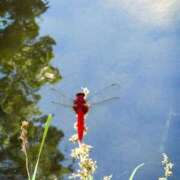 ヒメ日記 2025/07/28 10:32 投稿 春 人妻風俗チャンネル