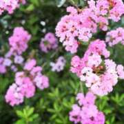 ヒメ日記 2025/07/31 23:13 投稿 春 人妻風俗チャンネル