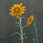 ヒメ日記 2025/08/06 10:14 投稿 春 人妻風俗チャンネル