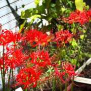 ヒメ日記 2025/09/26 12:02 投稿 春 人妻風俗チャンネル