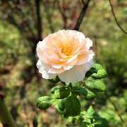 ヒメ日記 2025/09/30 10:10 投稿 春 人妻風俗チャンネル