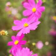 春 みじかい秋を 人妻風俗チャンネル