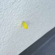 ヒメ日記 2025/11/14 09:00 投稿 春 人妻風俗チャンネル