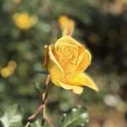 ヒメ日記 2025/12/16 17:25 投稿 春 人妻風俗チャンネル