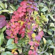 ヒメ日記 2025/12/18 15:16 投稿 春 人妻風俗チャンネル