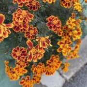 ヒメ日記 2025/12/27 10:26 投稿 春 人妻風俗チャンネル