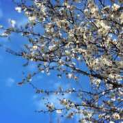 ヒメ日記 2026/01/23 10:04 投稿 春 人妻風俗チャンネル