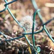 春 春立ちぬ 人妻風俗チャンネル