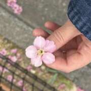 春 3月の出勤 人妻風俗チャンネル