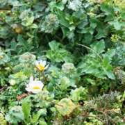 ヒメ日記 2026/03/05 10:24 投稿 春 人妻風俗チャンネル