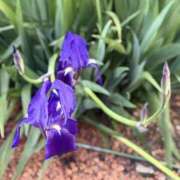 ヒメ日記 2026/03/10 10:03 投稿 春 人妻風俗チャンネル