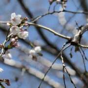 春 またあした 人妻風俗チャンネル