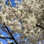 ヒメ日記 2026/04/01 10:16 投稿 春 人妻風俗チャンネル