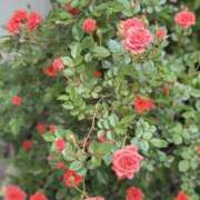 ヒメ日記 2026/04/24 10:33 投稿 春 人妻風俗チャンネル