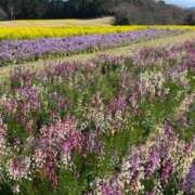 ヒメ日記 2025/04/05 06:44 投稿 りおん 神戸3040（神戸サーティフォーティ）