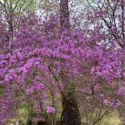 ヒメ日記 2025/04/30 06:34 投稿 りおん 神戸3040（神戸サーティフォーティ）