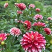ヒメ日記 2026/07/31 07:34 投稿 りおん 神戸3040（神戸サーティフォーティ）