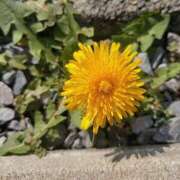 ヒメ日記 2025/03/27 07:56 投稿 ななせ 東京妻next (京都グループ)