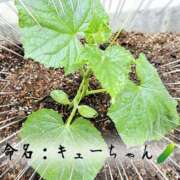 ヒメ日記 2025/06/30 07:36 投稿 ななせ 東京妻next (京都グループ)