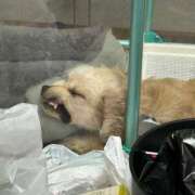 ヒメ日記 2025/03/30 18:45 投稿 ゆん ラブライフさいたま