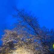 ヒメ日記 2025/04/03 14:21 投稿 カワフグ　河豚 女の子市場