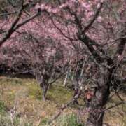 ヒメ日記 2025/03/15 15:22 投稿 あやの 脱がされたい人妻 木更津店