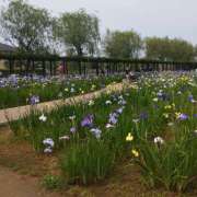 ヒメ日記 2025/06/09 11:25 投稿 まり 成田人妻講座