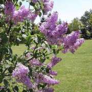 ヒメ日記 2025/05/27 18:49 投稿 さやか 完熟ばなな札幌・すすきの