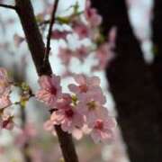 ヒメ日記 2025/03/27 06:28 投稿 せり 池袋しろパラ