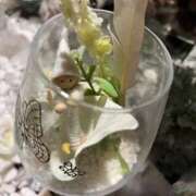 ヒメ日記 2024/12/14 09:01 投稿 天音 素人妻達☆マイふぇらレディー