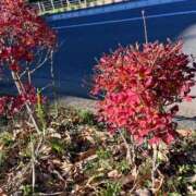 ヒメ日記 2024/12/15 13:00 投稿 天音 素人妻達☆マイふぇらレディー