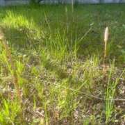 ヒメ日記 2025/04/09 13:30 投稿 天音 素人妻達☆マイふぇらレディー