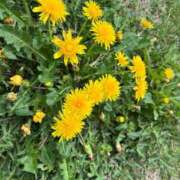 ヒメ日記 2025/04/25 13:25 投稿 天音 素人妻達☆マイふぇらレディー