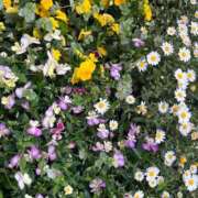 ヒメ日記 2025/05/02 09:28 投稿 天音 素人妻達☆マイふぇらレディー