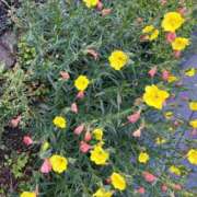 ヒメ日記 2025/05/04 12:31 投稿 天音 素人妻達☆マイふぇらレディー