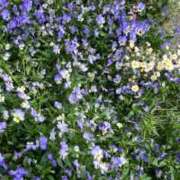 ヒメ日記 2025/05/09 08:32 投稿 天音 素人妻達☆マイふぇらレディー