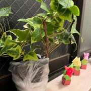 ヒメ日記 2025/05/09 16:00 投稿 天音 素人妻達☆マイふぇらレディー