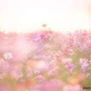 ヒメ日記 2025/05/15 08:54 投稿 天音 素人妻達☆マイふぇらレディー