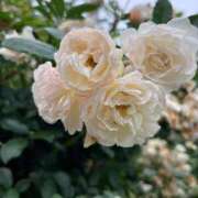 ヒメ日記 2025/05/25 10:33 投稿 天音 素人妻達☆マイふぇらレディー