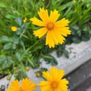 ヒメ日記 2025/05/25 11:15 投稿 天音 素人妻達☆マイふぇらレディー