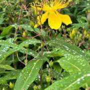 ヒメ日記 2025/05/25 12:05 投稿 天音 素人妻達☆マイふぇらレディー