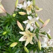 ヒメ日記 2025/06/02 08:52 投稿 天音 素人妻達☆マイふぇらレディー