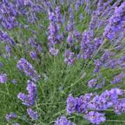 ヒメ日記 2025/06/20 21:19 投稿 天音 素人妻達☆マイふぇらレディー