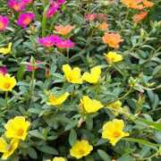 ヒメ日記 2025/07/22 10:27 投稿 天音 素人妻達☆マイふぇらレディー