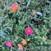 ヒメ日記 2025/08/13 09:20 投稿 天音 素人妻達☆マイふぇらレディー