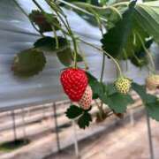 ヒメ日記 2026/02/02 23:19 投稿 天音 素人妻達☆マイふぇらレディー