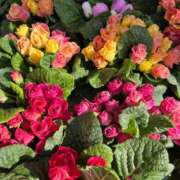 ヒメ日記 2026/02/16 10:35 投稿 天音 素人妻達☆マイふぇらレディー