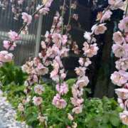 ヒメ日記 2026/02/26 08:58 投稿 天音 素人妻達☆マイふぇらレディー